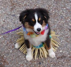 puppy training in Boise