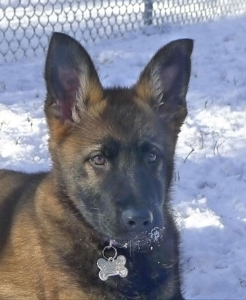 puppy in training